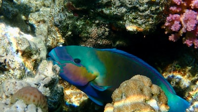 珊瑚礁上的蓝黄鱼